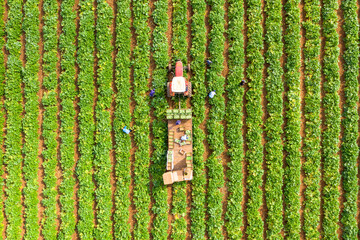 Farm workers picking ripe Zucchini, loading them onto a Tractor trailer, Aerial view.