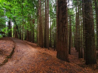 Bosque de Secuoyas de Cantabria, Cabezón de la Sal