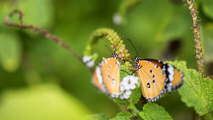 butterfly couple on flower carpel at spring