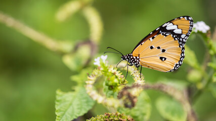 Fototapeta na wymiar butterfly eat on flower carpel in spring