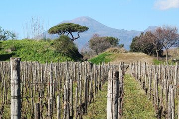 Fototapeta premium View to Vesuvio volcano from Pompeii, Italy