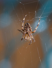Garden spider close up in macro