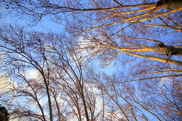 Interweaving of branches and trunks under a blue sky 