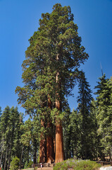 Sequoia Tree
