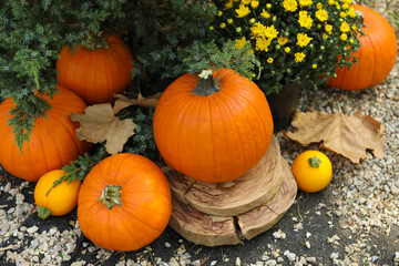 Cozy autumn concept with pumpkins outdoor in the park
