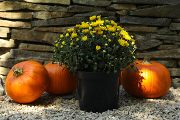 Autumn concept with chrysanthemums and pumpkins outdoor