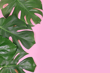 Tropical leaves of 'Monstera Deliciosa' plant at side of pink background with empty copy space