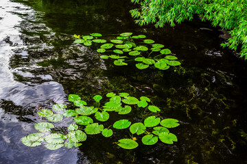 bright green leaves of water lilies in dark pond with reflected sky and trees, ripples