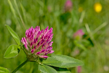 Red clover flower close-up - Trifolium pratense