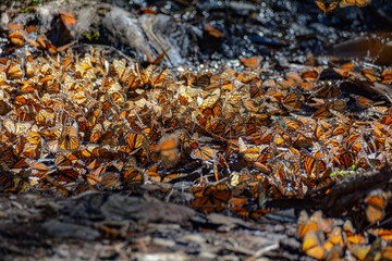 Butterflies