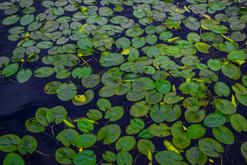green bright leaves of water lilies with yellow flowers in dark blue pond with reflected sky, ripples