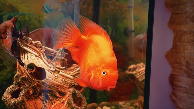 A large beautiful orange fish is swimming in the aquarium