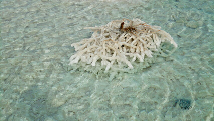 Israel, Dead sea salt shore, salt crystals