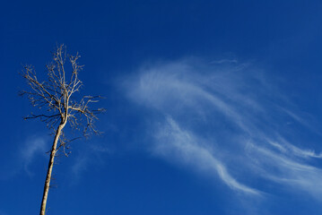 eunapolis, bahia / brazil - may 7, 2010: leafless trees are seen in the city of Eunapolis, in...