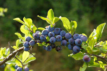 Früchte des Schlehendorns (Prunus spinosa) im Herbst