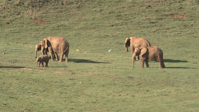 Elefantes africanos en el Parque de Cab&aacute;rceno, Cantabria