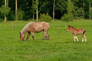 Brown mare and foal in a sunny green meadow with trees in the flemish countryside - Equus ferus caballus 