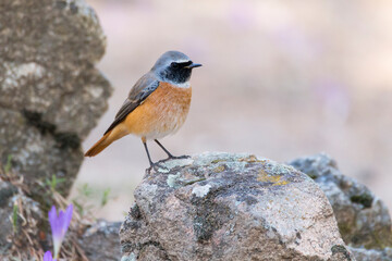 Male of Common Redstart (Phoenicurus phoenicurus) perched on a stone. Red and orange bird with blach face and grey mantle