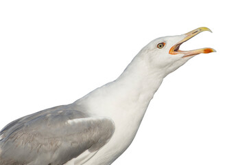 A large seagull screams, opening its beak. Seagull isolate on a white background.