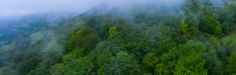 Fototapeta na wymiar Beech forest in the surroundings of the Sierra de Hornijo near Ramales de la Victoria in the Autonomous Community of Cantabria. Spain, Europe