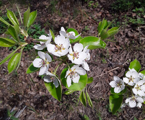 white spring flowers