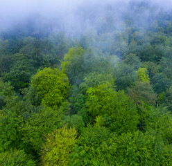 Beech forest in the surroundings of the Sierra de Hornijo near Ramales de la Victoria in the Autonomous Community of Cantabria. Spain, Europe