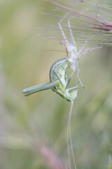 Odontura aspericauda grasshopper or scrub cricket of mimetic green color with white lines just in...