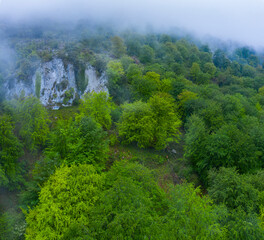 Fototapeta premium Beech forest in the surroundings of the Sierra de Hornijo near Ramales de la Victoria in the Autonomous Community of Cantabria. Spain, Europe