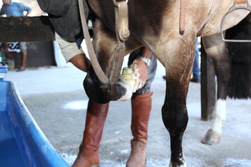 cavalo