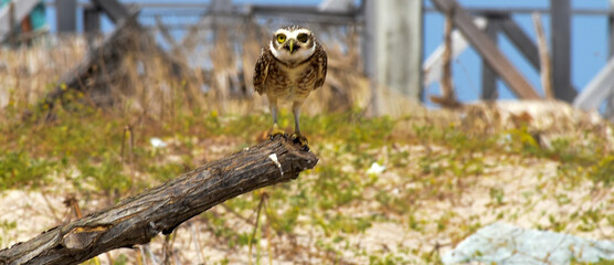 Burrowing Owl (Athene cunicularia) on top of branch on the beach
