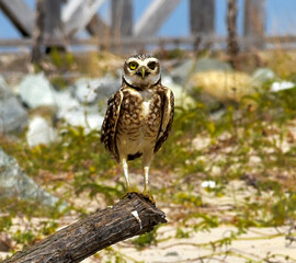 Burrowing Owl (Athene cunicularia) on top of branch on the beach
