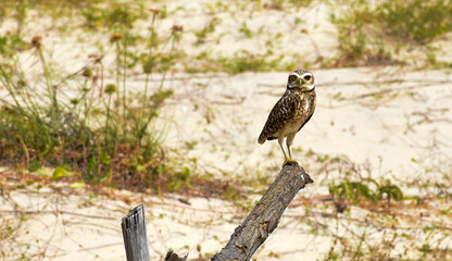 Burrowing Owl (Athene cunicularia) on top of branch on the beach
