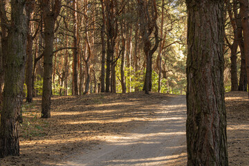 The road in the pine forest.