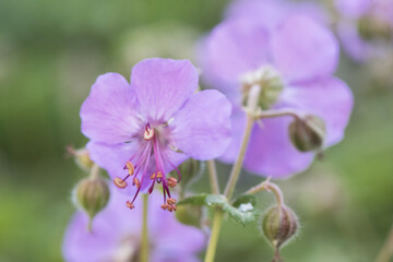 Geranium macrorrhizum bigroot Bulgarian geranium or rock crane's-bill small plant with delicate pink flowers and long stamens on out of focus background