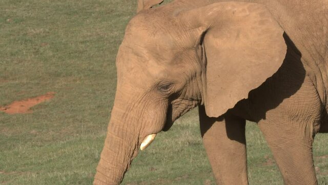 Elefantes africanos en el Parque de Cab&aacute;rceno, Cantabria