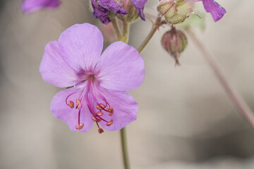 Geranium macrorrhizum bigroot Bulgarian geranium or rock crane's-bill small plant with delicate pink flowers and long stamens on out of focus background