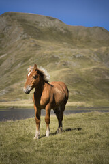 Fototapeta na wymiar Cute Young Horse in the Lakes of the French Pyrenees