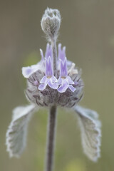 Marrubium supinum scallop shell medium-sized plant with hairy leaves and beautiful purple and white flowers - obrazy, fototapety, plakaty