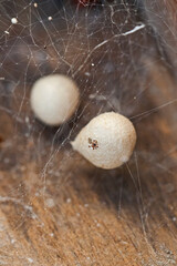 Spinnen Kokon
