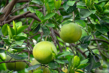 On the grapefruit tree, the grapefruit is fruity and full