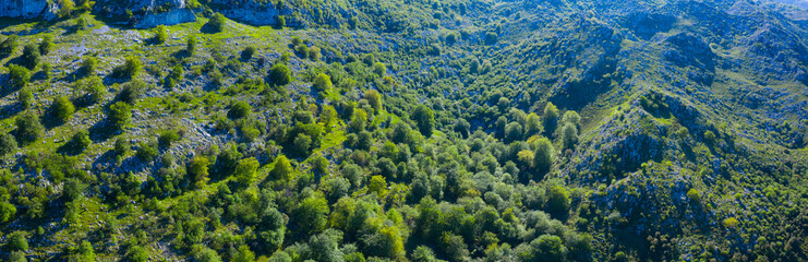 Naklejka na ściany i meble Beech forest in the surroundings of the Sierra de Hornijo near Ramales de la Victoria in the Autonomous Community of Cantabria. Spain, Europe