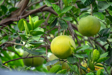On the grapefruit tree, the grapefruit is fruity and full