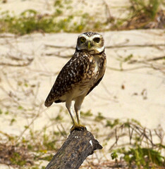 Burrowing Owl (Athene cunicularia) on top of branch on the beach
