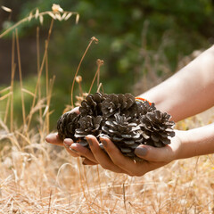 Handful of pine cones in sunlight