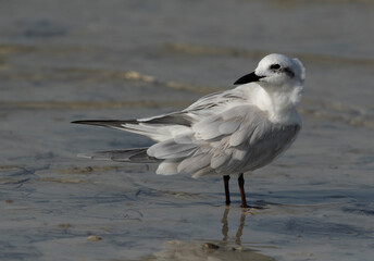 Gull-billed tern at Busaiteen coast, Bahrain