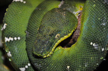 Green snake standing and looking to the camera ready for a bit