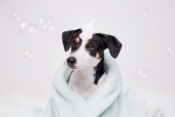 Funny wet puppy of Jack Russell Terrier after bath wrapped in towel with big eyes. Just washed cute dog with soap foam on his head on gray background.