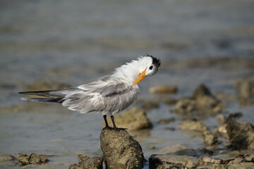 Greater Crested Tern preening at Busaiteen coast, Bahrain