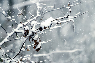 Snow-covered tree branch with dry leaves during a snowfall