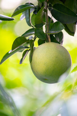 On the grapefruit tree, the grapefruit is fruity and full